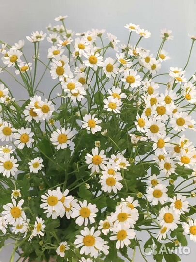 Ромашки
