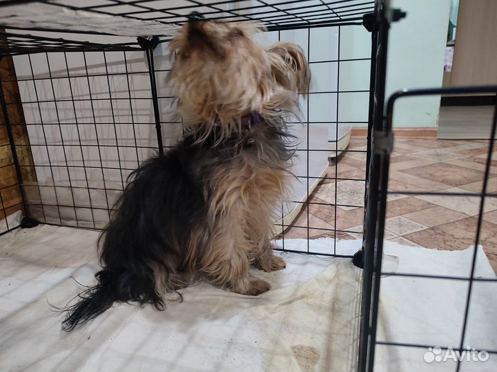 Йоркширский терьер