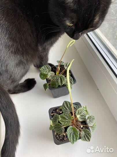 Комнатные цветы