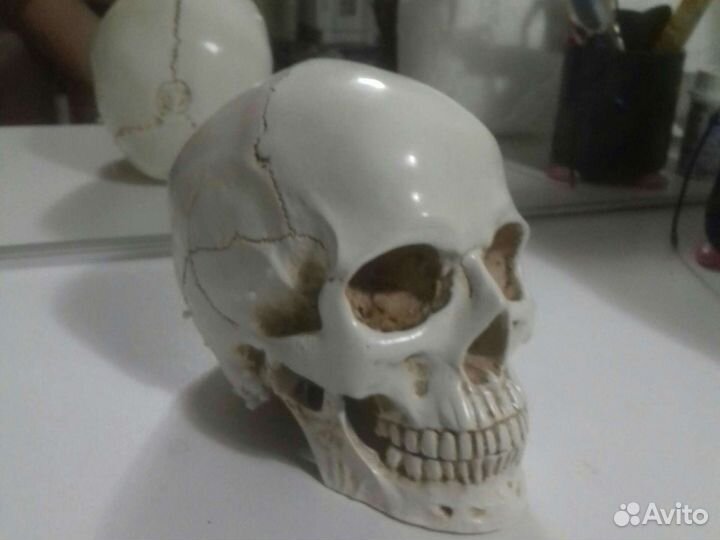Черепа разные модели