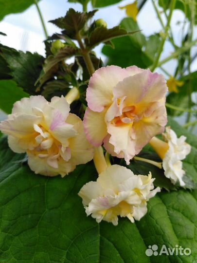 Ризомы ахименесов