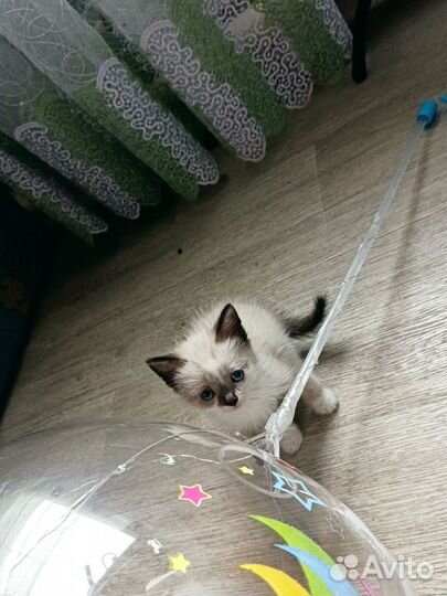 Котята