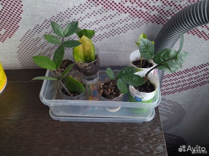 Долларовое дерево