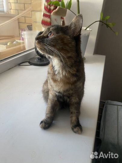 Кошечка в добрые руки