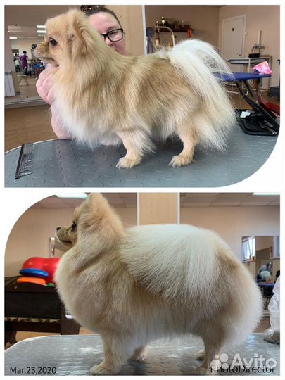 Стрижка собак и кошек