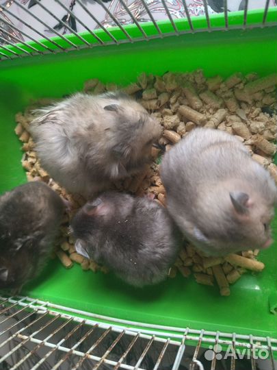 Серийские хомяки