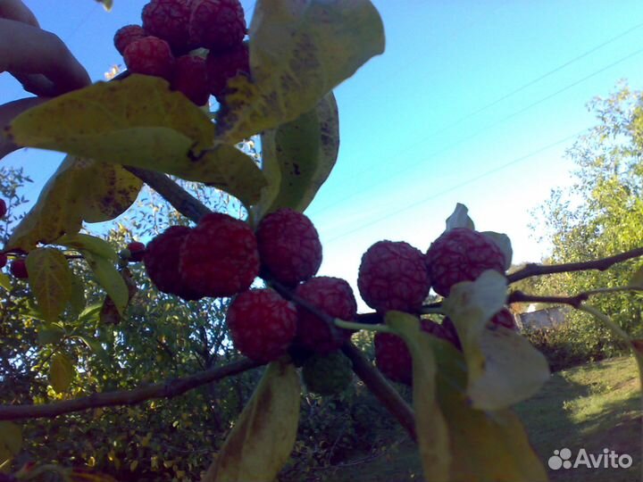Продам саженцы Кудрании клубничное дерево