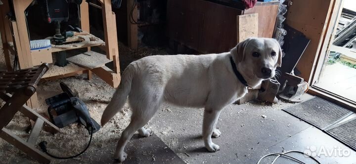 Найдена собака лабрадор девочка
