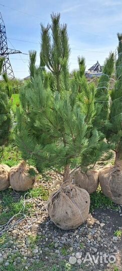 Сосна крымская и Чёрная саженцы, крупномеры