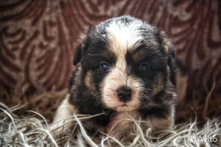 Собака в добрые руки отдам бесплатно