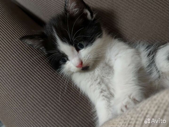 Котята ищут любящих хозяев