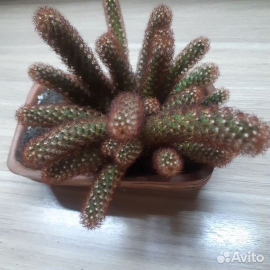 Кактус