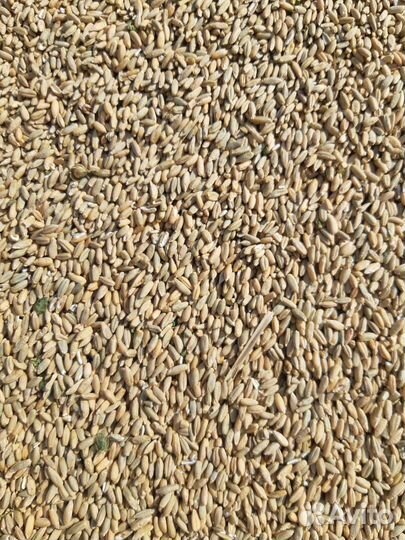 Рожь в мешках