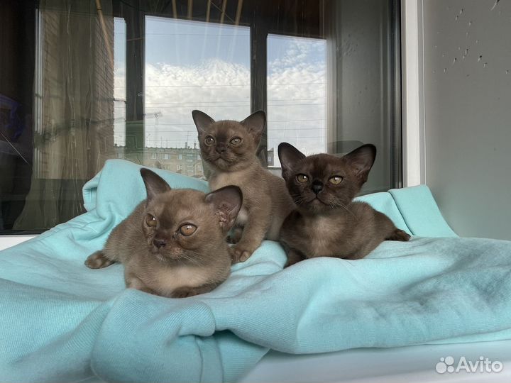 Бурманские котята