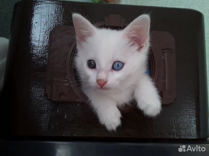 Котята турецкого вана