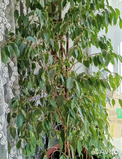 Фикус Бенджамина