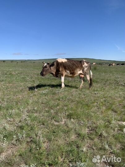 Корова телята