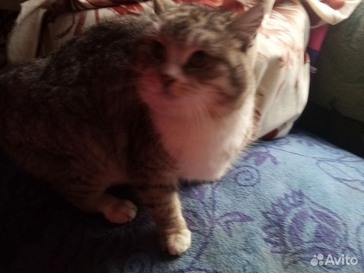 Ориентальные котята