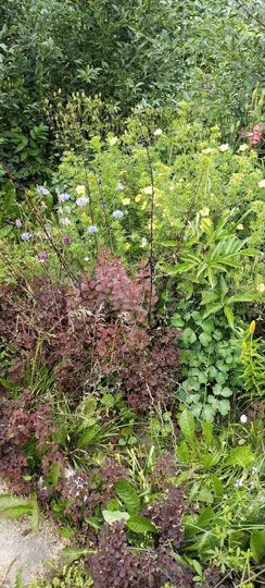 Участок 6 сот. (СНТ, ДНП)