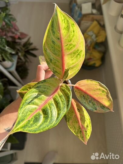 Аглаонема jackpot джекпот