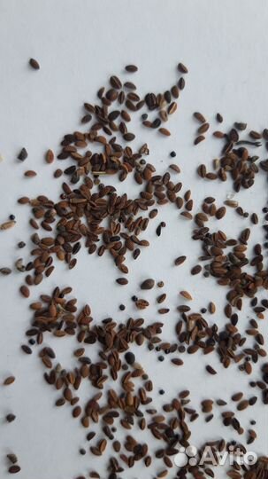 Семена фацелии