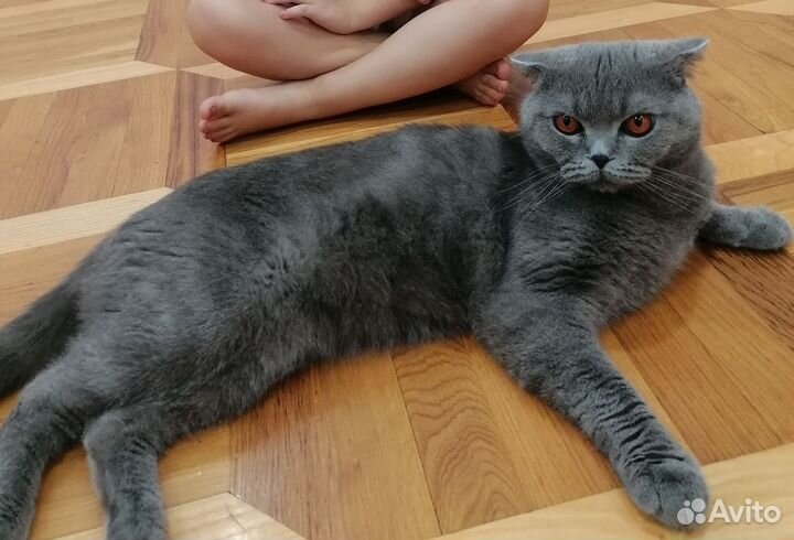 Британский кот вязка