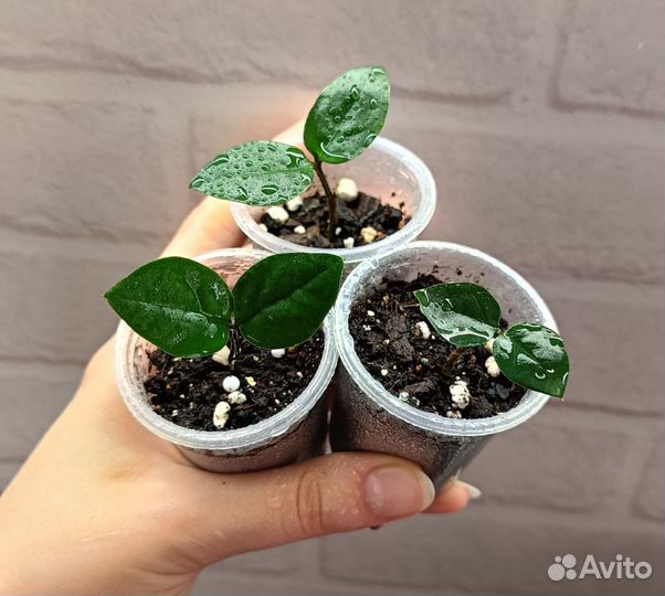 Замиокулькас