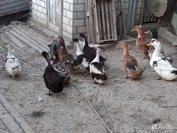 Башкирские цветные утки