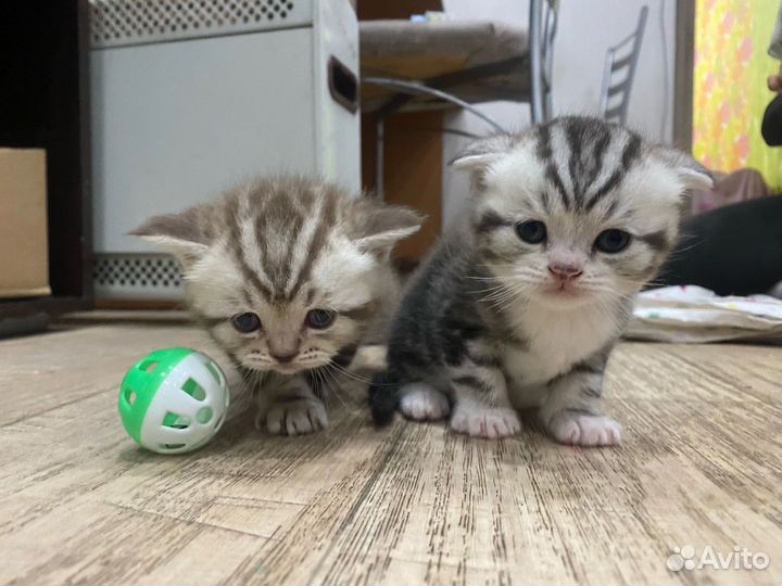 Шотландская