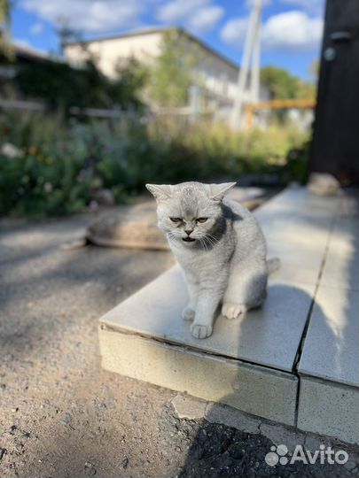 Шотландская кошка