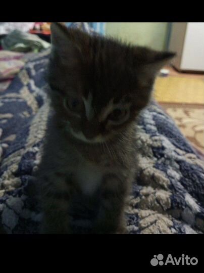 Котёнок мальчик