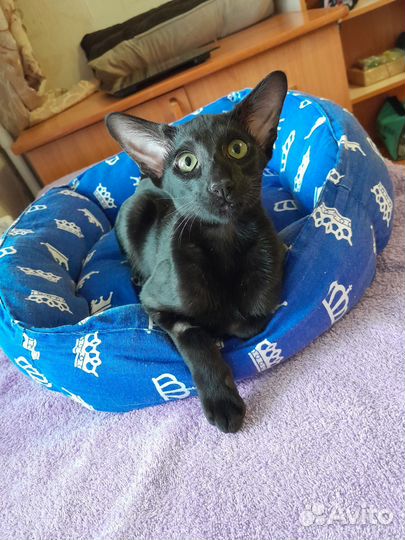 Ориентальная