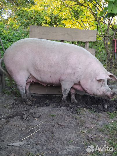 Свинья на мясо