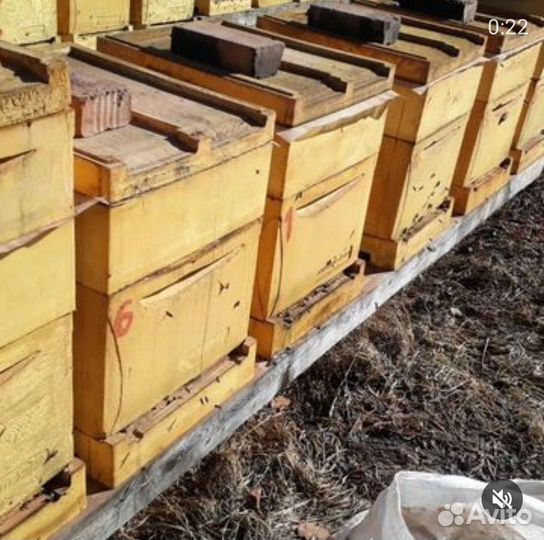 Продам пасеку с пчёлами