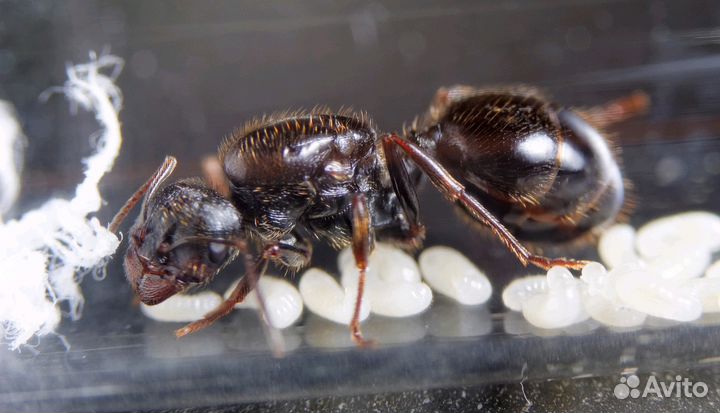 Муравьи для фермы Messor structor (muticus) жнецы