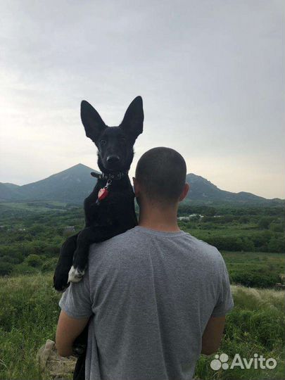 Услуги кинолога