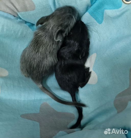 Дегу из питомника