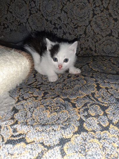 Котята бесплатно