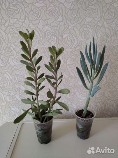 Комнатные суккулентные растения