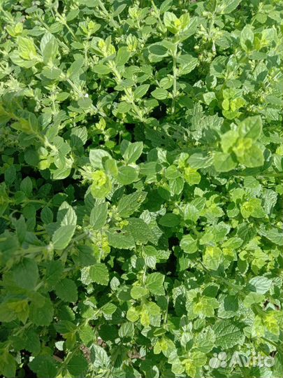 Мята, мелисса, темьян