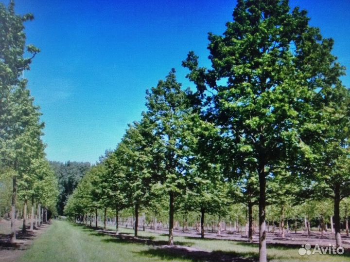 Липа рябина красная