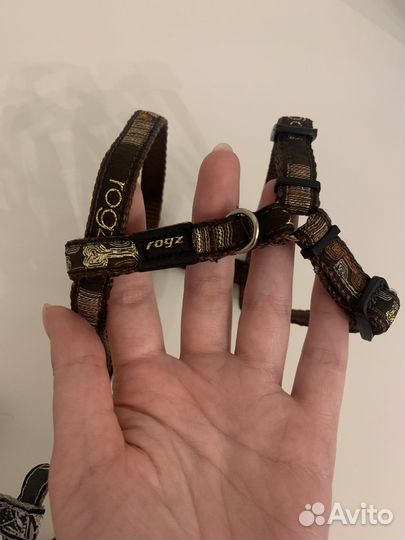 Правильная шлейка для собаки