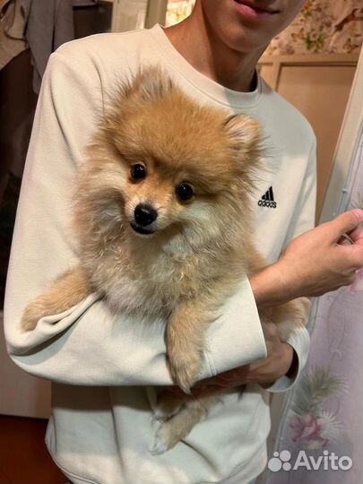 Померанский шпиц