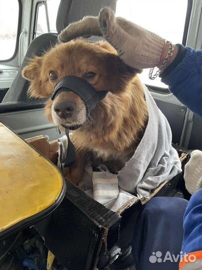 Собачка ищет дом