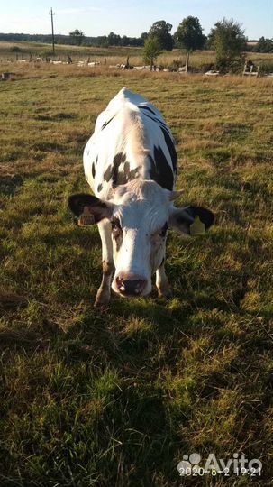 Продам телку Голштинской породы