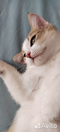 Кот, трёхцветный. В дар
