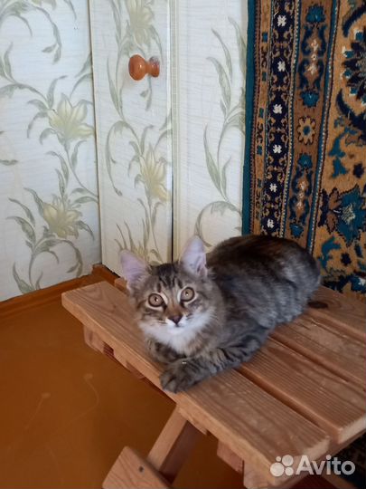 Котенок в добрые руки