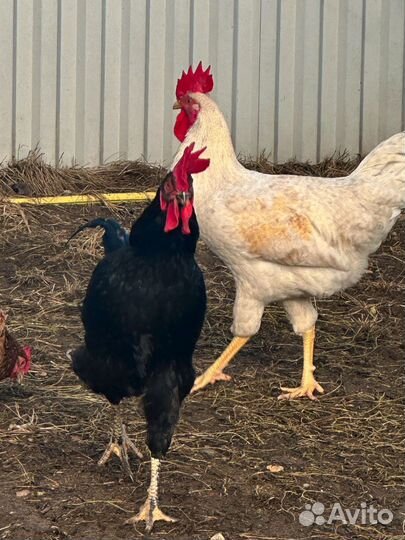 Молодые петушки