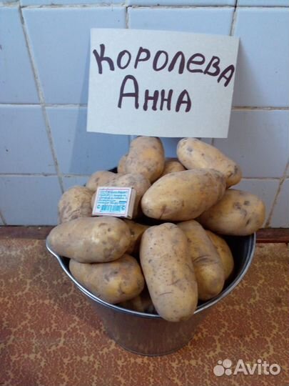 Картофель оптом