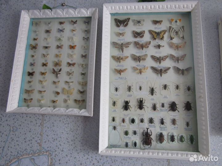 Большая коллекция насекомых